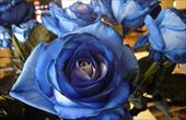 青いバラと甘い和菓子に囲まれた母の日。