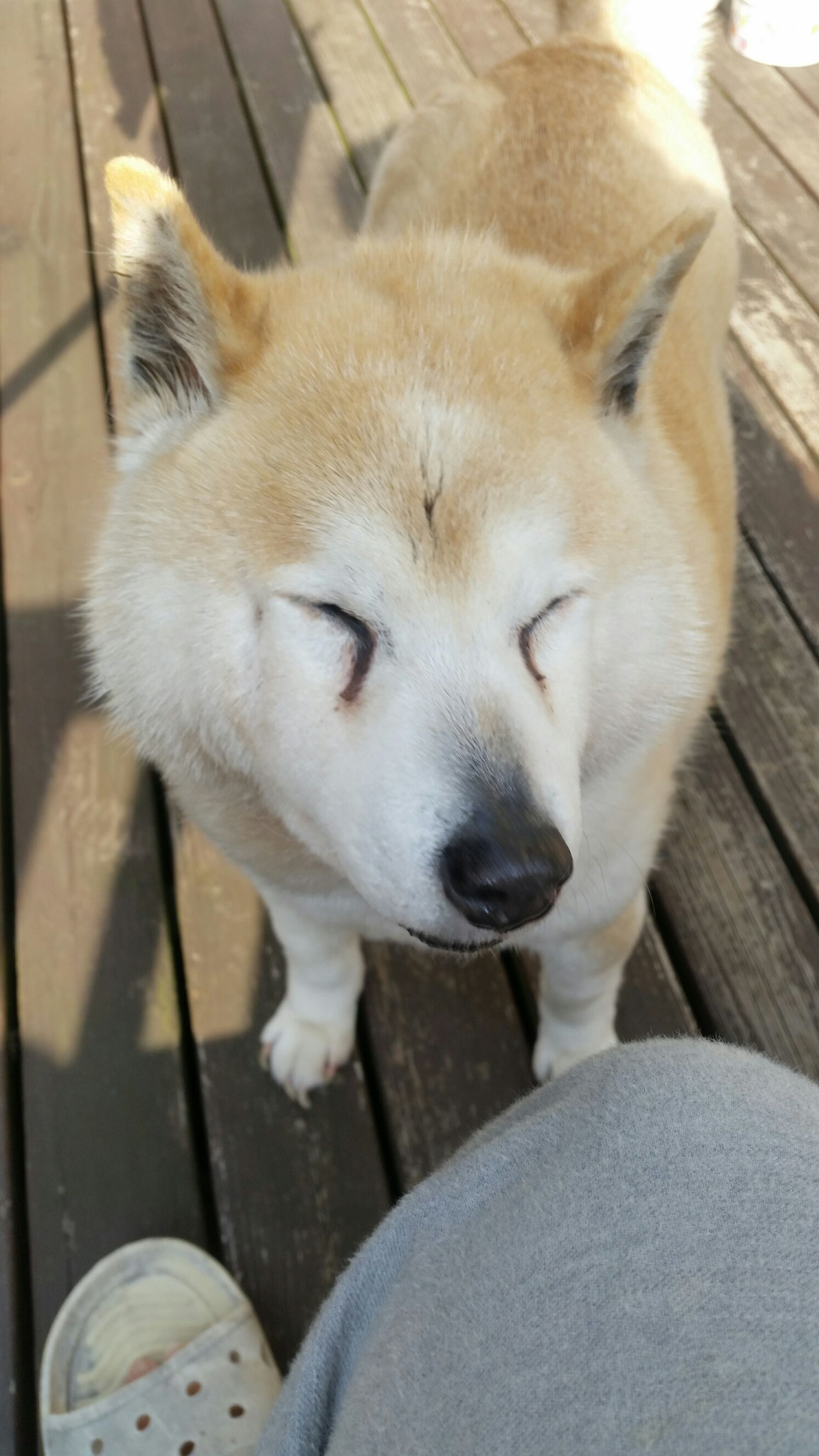 モフモフしているリンに癒される。